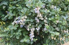 زغال اخته بوته بلند